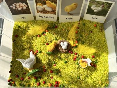 Edukacinis sensorinis rinkinys - Vištos gyvenimo ciklas