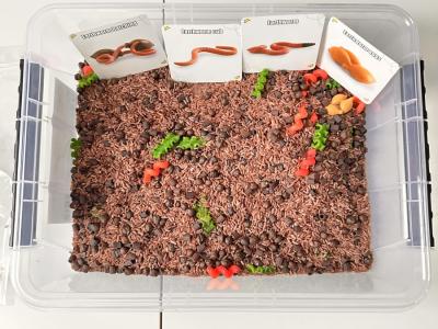 Edukacinis rinkinys - Slieko gyvenimo ciklas